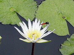 蓮の花に止まった赤とんぼ
